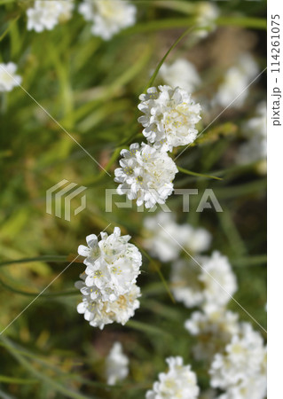 Sea Thrift Alba 114261075