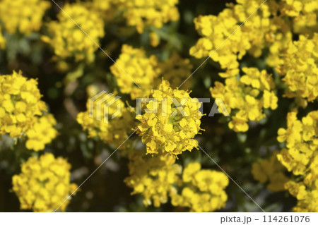 Madwort Golden Spring 114261076