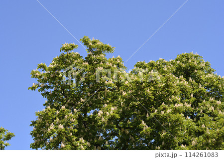 Common horse chestnut 114261083