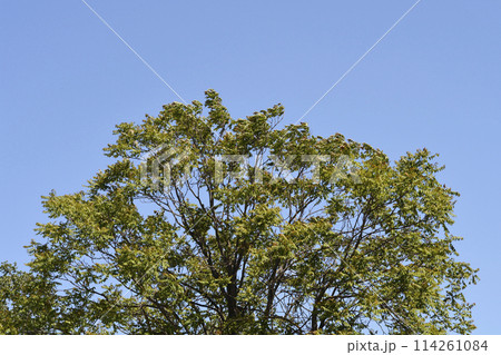 Tree of heaven 114261084
