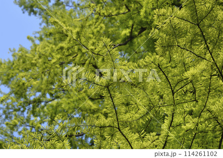 American bald cypress 114261102