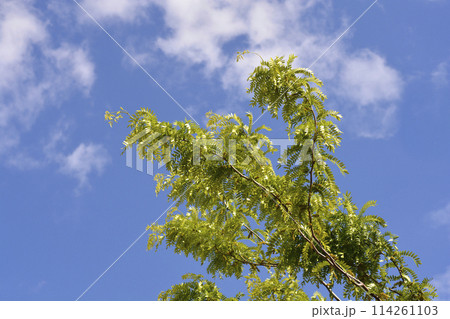 Thornless Honey locust 114261103