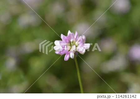 Purple crown vetch Purple crown vetch 114261142