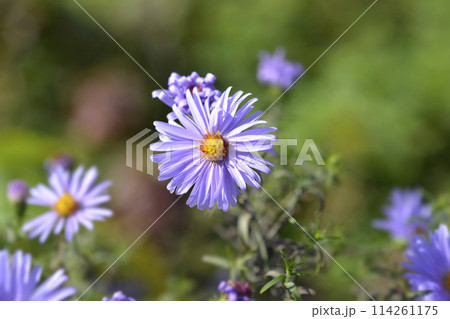 New York aster Milka New York aster Milka 114261175