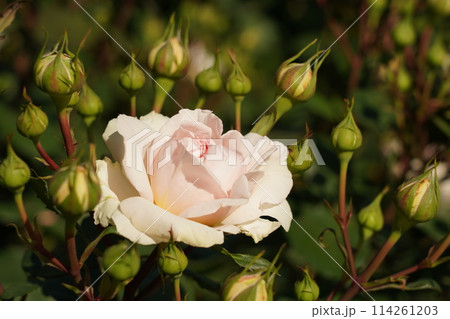 鶴舞公園の美しい薔薇のアップ 鶴舞公園の美しい薔薇のアップ 114261203