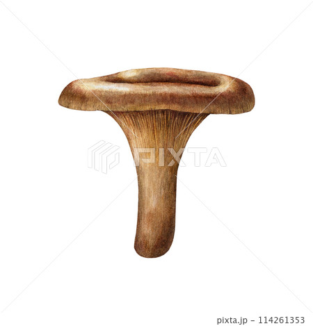 Brown roll-rim mushroom watercolor illustration. Hand drawn paxillus fungus on white background. Brown roll-rim forest fungus painted element 114261353