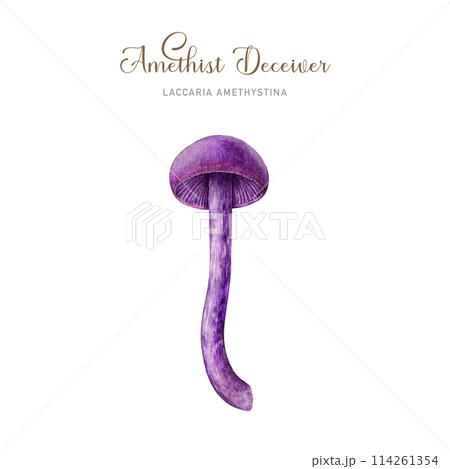 Amethyst deceiver mushroom watercolor illustration. Laccaria amethystina fungus painted single element. Amethyst deceiver edible forest mushroom on white background Amethyst deceiver mushroom watercolor illustration. Laccaria amethystina fungus painted single element. Amethyst deceiver edible forest mushroom on white background 114261354