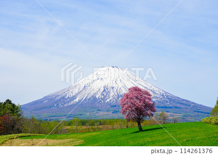 春の青空に映える羊蹄山と桜 114261376