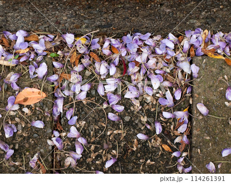 花期を終えて側溝の蓋の上に散った藤の花びら 114261391