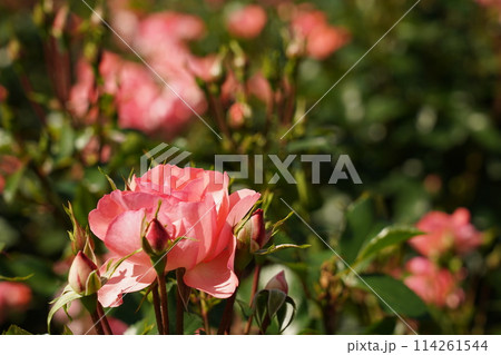 鶴舞公園の美しい薔薇のアップ 鶴舞公園の美しい薔薇のアップ 114261544