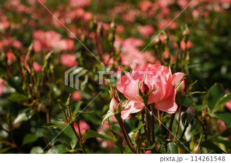 鶴舞公園の美しい薔薇のアップ 114261548