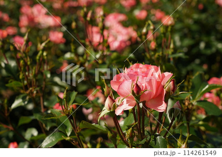 鶴舞公園の美しい薔薇のアップ 114261549