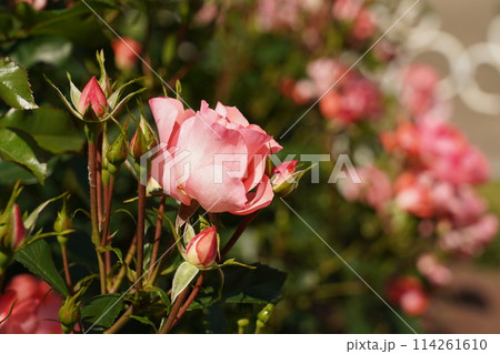 鶴舞公園の美しい薔薇のアップ 鶴舞公園の美しい薔薇のアップ 114261610
