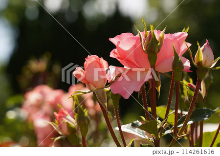 鶴舞公園の美しい薔薇のアップ 鶴舞公園の美しい薔薇のアップ 114261616