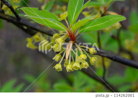 高級楊枝の材料になるクロモジの花 114262001