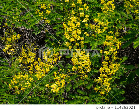ジャケツイバラの黄色い花 114262021