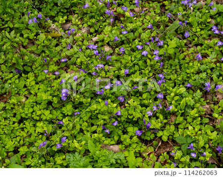 湿ったところに咲くムラサキサギゴケ 114262063
