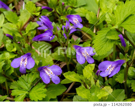 湿ったところに咲くムラサキサギゴケ 114262080