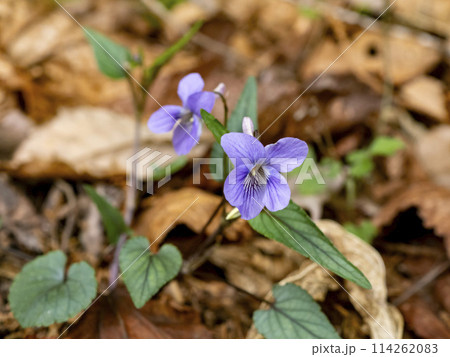 道の脇に咲くナガバノタチツボスミレ（ナガバタチツボスミレ） 114262083