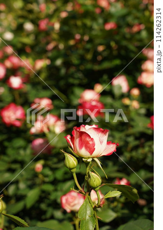 鶴舞公園の美しい薔薇 114262314