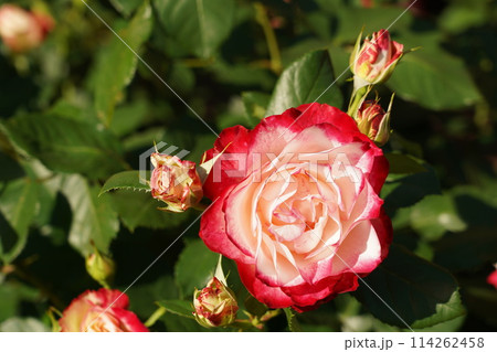 鶴舞公園の美しい薔薇のアップ 114262458