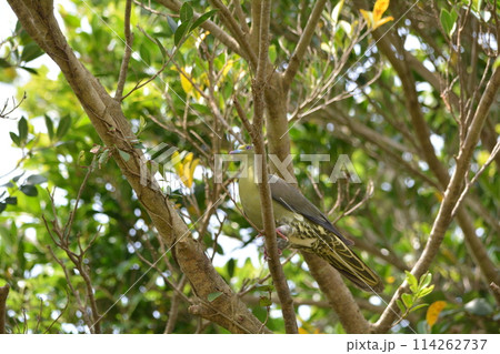 ズアカアオバト ズアカアオバト 114262737