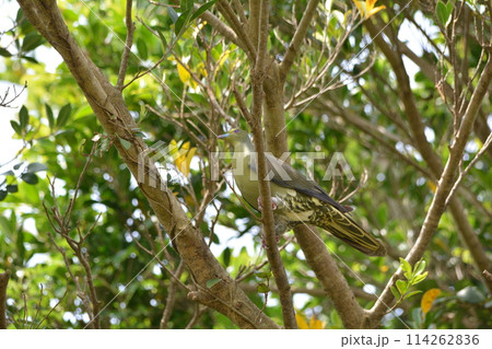 ズアカアオバト 114262836