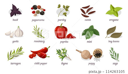 Spices and herbs. Organic aromatic ingredients for cooking, mexican indian cuisine, flat cartoon banner with different types of seeds and leaves. Vector illustration Spices and herbs. Organic aromatic ingredients for cooking, mexican indian cuisine, flat cartoon banner with different types of seeds and leaves. Vector illustration 114263105