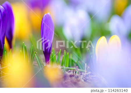 春の花壇に咲くクロッカス 114263140