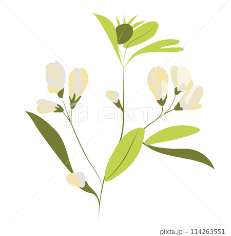 Abstract white pea flowers on twig in flat design. Blooming summer plant. Vector illustration isolated. 114263551