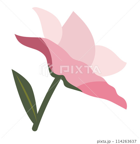 Abstract pink petals lilly in flat design. Blooming flower with leaves. Vector illustration isolated. Abstract pink petals lilly in flat design. Blooming flower with leaves. Vector illustration isolated. 114263637