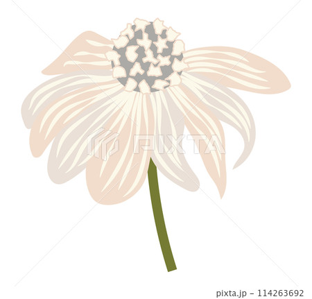 Abstract white daisy head in flat design. Echinacea blossom on branch. Vector illustration isolated. Abstract white daisy head in flat design. Echinacea blossom on branch. Vector illustration isolated. 114263692