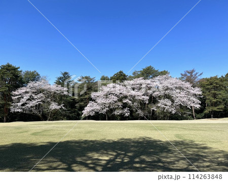 ゴルフ場で満開の桜 114263848