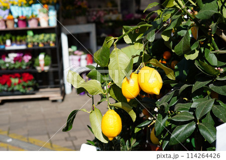 Orange tree in pot. Miniature citrus tree in a flower shop 114264426