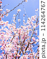 青空を背景にした満開の河津桜 114264767