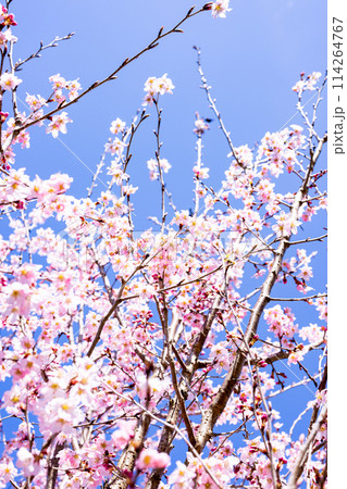 青空を背景にした満開の河津桜 青空を背景にした満開の河津桜 114264767