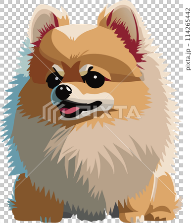 ポメラニアン 114265442