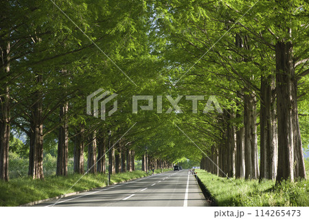 新緑のメタセコイア並木　横構図40 114265473