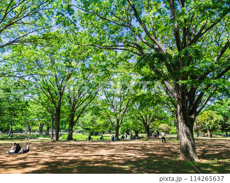 新緑と木漏れ日の公園　代々木公園 114265637