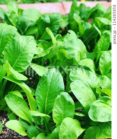 育ってきた小松菜の葉 育ってきた小松菜の葉 114265858