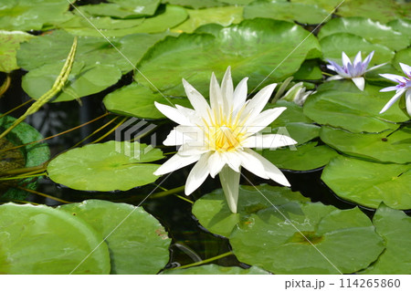 白い睡蓮 白い睡蓮 114265860