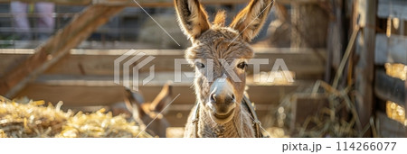 Brown donkey in harness pulling a cart with copy space banner, rural farm animal concept 114266077
