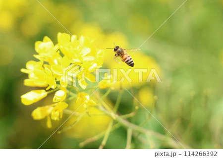 菜の花にとまるミツバチ 114266392