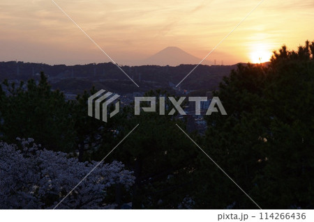 野島公園　野島の夕映え　桜満開 114266436