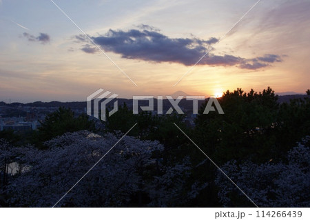 野島公園 野島の夕映え 桜満開 野島公園 野島の夕映え 桜満開 114266439