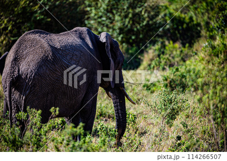 Elephant Wildlife Animals Wild Maasai Mara National Reserve Park Narok County Great Rift Valley Kenya East Africa Landscapes Travel Safaris bush Wild Savannah grasslands wilderness hilly mountains doc 114266507