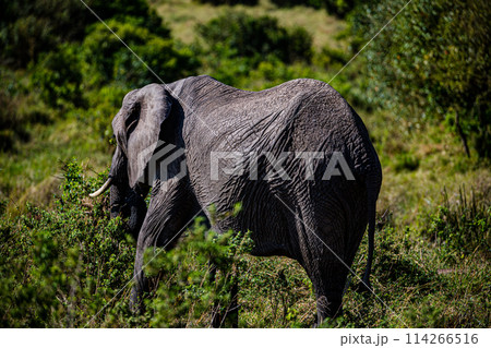 Elephant Wildlife Animals Wild Maasai Mara National Reserve Park Narok County Great Rift Valley Kenya East Africa Landscapes Travel Safaris bush Wild Savannah grasslands wilderness hilly mountains doc 114266516
