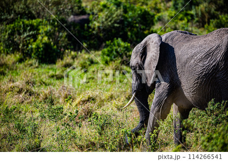 Elephant Wildlife Animals Wild Maasai Mara National Reserve Park Narok County Great Rift Valley Kenya East Africa Landscapes Travel Safaris bush Wild Savannah grasslands wilderness hilly mountains doc Elephant Wildlife Animals Wild Maasai Mara National Reserve Park Narok County Great Rift Valley Kenya East Africa Landscapes Travel Safaris bush Wild Savannah grasslands wilderness hilly mountains doc 114266541
