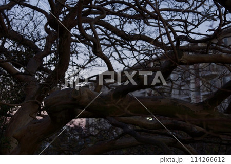 横浜市栄区 本郷台の夕景 町並み 横浜市栄区 本郷台の夕景 町並み 114266612