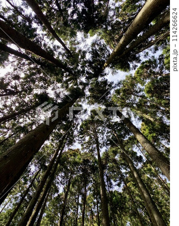 四阿屋山登山道の風景 114266624